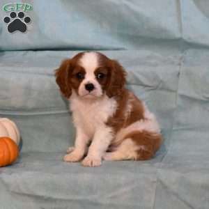 Sparkly, Cavalier King Charles Spaniel Puppy